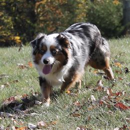 Teya - Miniature Australian Shepherd