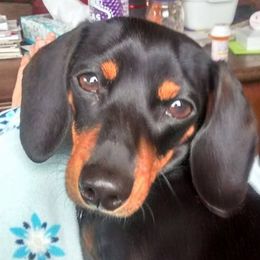 Dachshunds from Mark Rorvik's Dachshunds