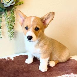 Pembroke Welsh Corgi Puppies from Kern River Corgis