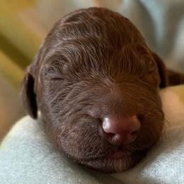 12. GREY COLLAR BOY - Chocolate male Goldendoodle puppy in Charlo, Montana from Heavenly Hilltop Farm