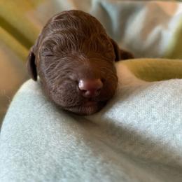 12. GREY COLLAR BOY - Chocolate male Goldendoodle puppy in Charlo, Montana from Heavenly Hilltop Farm