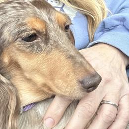 Paisley - Dachshund