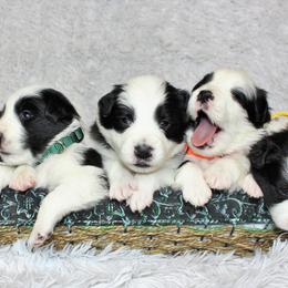 Border Collie Puppies from Team Reeves Ranch