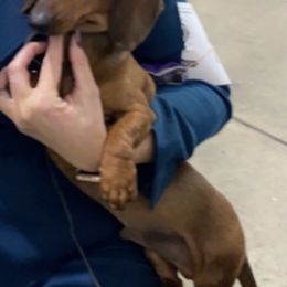 Dachshunds and French Bulldogs from ByDezyne