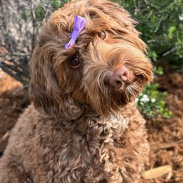 Orla - Australian Labradoodle