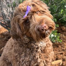 Orla - Australian Labradoodle