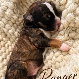 Ranger - Sable male Bernedoodle puppy in Mint Hill, North Carolina from Ball-Y-Hoo Bernedoodles