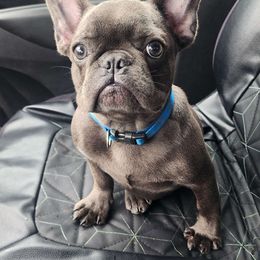Bubba - French Bulldog