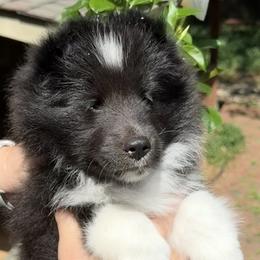 Shetland Sheepdog puppies from Solange Shelties