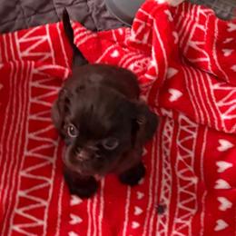 Hershey - Cavalier King Charles Spaniel