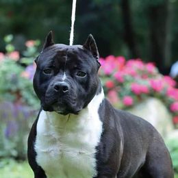 Cardi - American Staffordshire Terrier