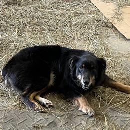 Australian Shepherd All Grown Up from Owl Hollow Farm