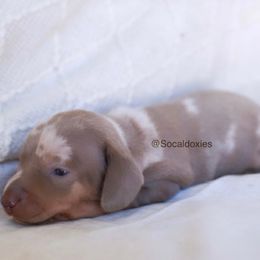 Olaf - Dapple male Dachshund puppy in Apple Valley, California from Socaldoxies