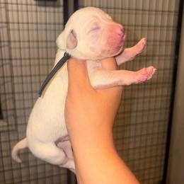 Pick 2 - Boy - White and liver brown male Dalmatian puppy in Toledo, Ohio from Exquisite Dalmatians & Standard Poodles