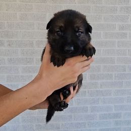 Greta Schröder - Sable female German Shepherd puppy in Winston Salem, North Carolina from Samtastic Shepherds