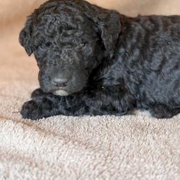 Jasper - Black and white male Bernedoodle puppy in Grant City, Missouri from Timberline Paws