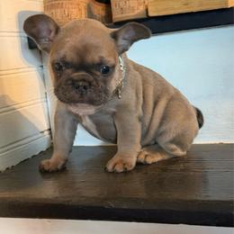 Rocko - Blue male French Bulldog puppy in Taylorsville, North Carolina from SilverLining highlands and hounds