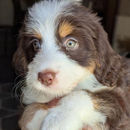 Pink collar aka Shell - Tri-color female Bernedoodle puppy in Connecticut from Valley View Doodles