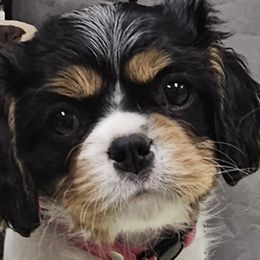 Abby - 1st born - Cavalier King Charles Spaniel puppy in Indiana from Roselily Cavaliers