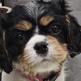 Abby - 1st born - Cavalier King Charles Spaniel puppy in Indiana from Roselily Cavaliers