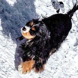 Junon - Cavalier King Charles Spaniel