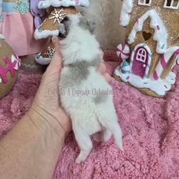 Praline 6500 - Merle female Chihuahua puppy in Piqua, Kansas from Cute As A Cupcake Chihuahuas