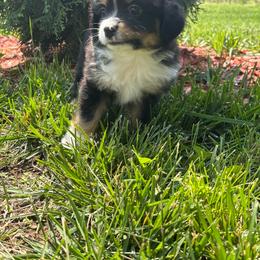 Grover - Black tri male Miniature Australian Shepherd puppy in Vincennes, Indiana from Whispering Miniature Aussies