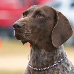 German Shorthaired Pointer All Grown Up from Windward German Shorthaired Pointers