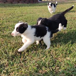 Opal-ABCA - Tri-color female Border Collie puppy in Bixby, Oklahoma from Bond Border Collies