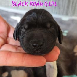Girl 2 - Black roan female German Shorthaired Pointer puppy in China Township, Michigan from Snell's Superior Kennel Dobermann & GSP
