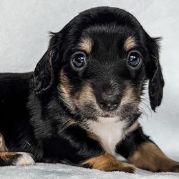 Brachiosaurus - Black and cream female Dachshund puppy in Winamac, Indiana from WZ Kennels