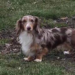 Rocky - Dachshund
