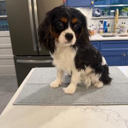 Cavalier King Charles Spaniel puppies from Montra Japanese Chin & Cavalier King Charles Spaniels