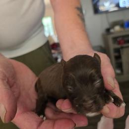 Boy 1 - Liver male Yorkshire Terrier puppy in Bucyrus, Ohio from Dyer's Beauties