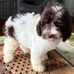 Kit Kat - Brown and white female Bernedoodle puppy in Arabi, Georgia from Huckadoodle Farm