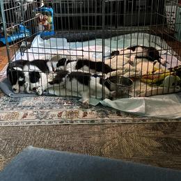 Border Collie Puppies from Dreams Come True