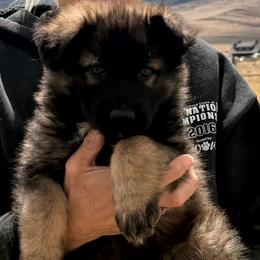 Boy 3 - Black and tan male German Shepherd puppy in Grantsville, Utah from Vom Haus Denfors K9 - Working German Shepherds