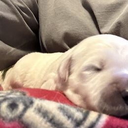 Golden Retriever Puppies from Hagan's Golden Retrievers