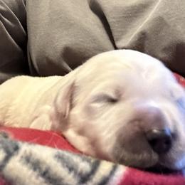 Golden Retriever Puppies from Hagan's Golden Retrievers