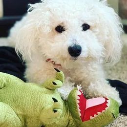 Bichon Frises from Bobbie Gayle's Bichons