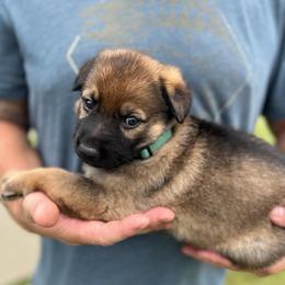 Green Collar - Sable male German Shepherd puppy in Abingdon, Virginia from Roark German Shepherds
