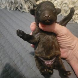 Honey - Brown female Poodle puppy in Arkansas from Harper's Pups