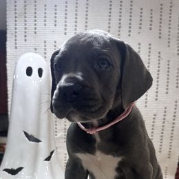 Dulce - Blue and white female Great Dane puppy in Liberty, New York from Catskills Greatest Danes