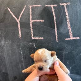 Yeti-Boy 2 - Cream male Assorted Doodle Crosses puppy in River Falls, Wisconsin from Dottie's Doodles