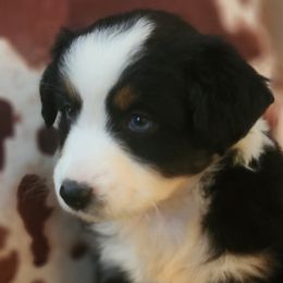 Mulan - Black tri Miniature Australian Shepherd puppy in Trenton, Tennessee from Lauren's Little Aussies