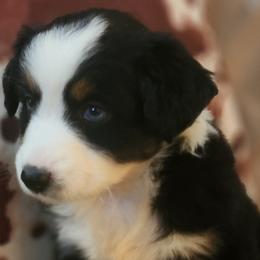 Mulan - Black tri Miniature Australian Shepherd puppy in Trenton, Tennessee from Lauren's Little Aussies