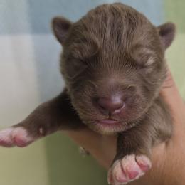 No collar red boy - Red and white male Siberian Husky puppy in Terre Haute, Indiana from April's Huskies