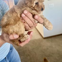 Poodle Puppies from ItalianToyPoodles