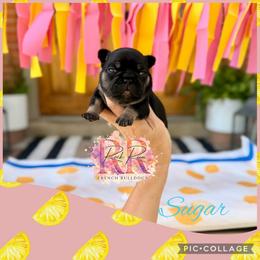 Sugar - Black and tan female French Bulldog puppy in Upper Sandusky, Ohio from Rock Run Homestead