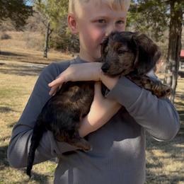 Grouse - Dapple male Dachshund puppy in Mc Alester, Oklahoma from A Anchor Farm